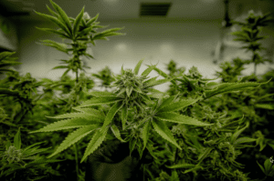 pesticide-free cannabis farm