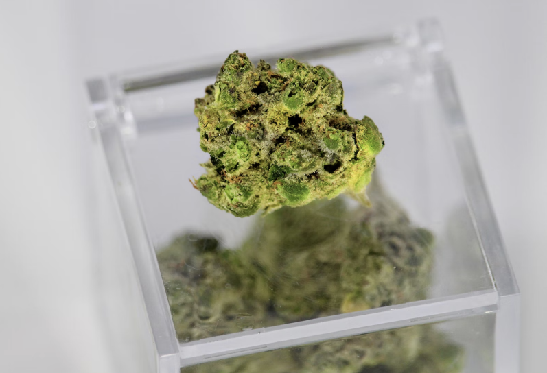Cannabis Dispensary- weed flower